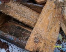 井岸鎮(zhèn)殺蟲案例展示